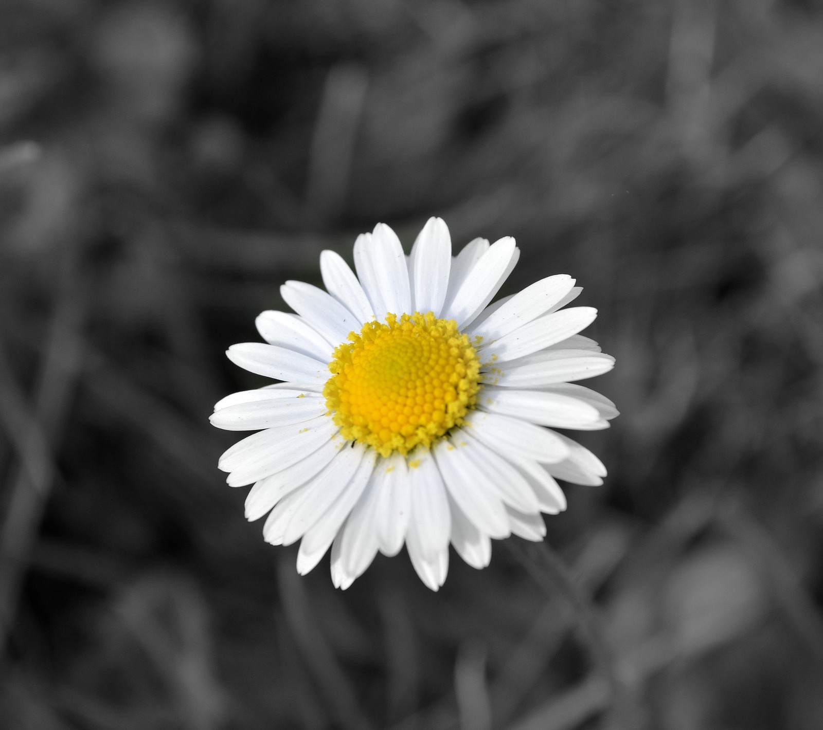 Eine nahaufnahme einer einzelnen weißen blume mit gelbem zentrum (colourkey, blume, frühling)