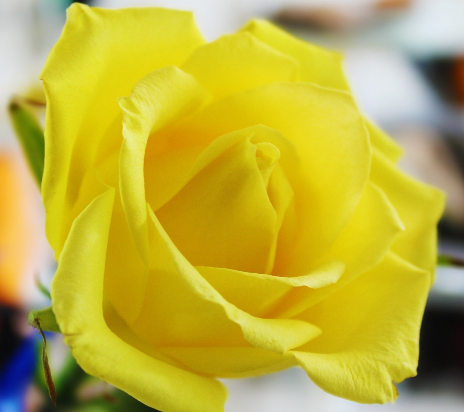 Uma rosa amarela em um vaso com um fundo desfocado (flor, hd, rosa, amarelo)