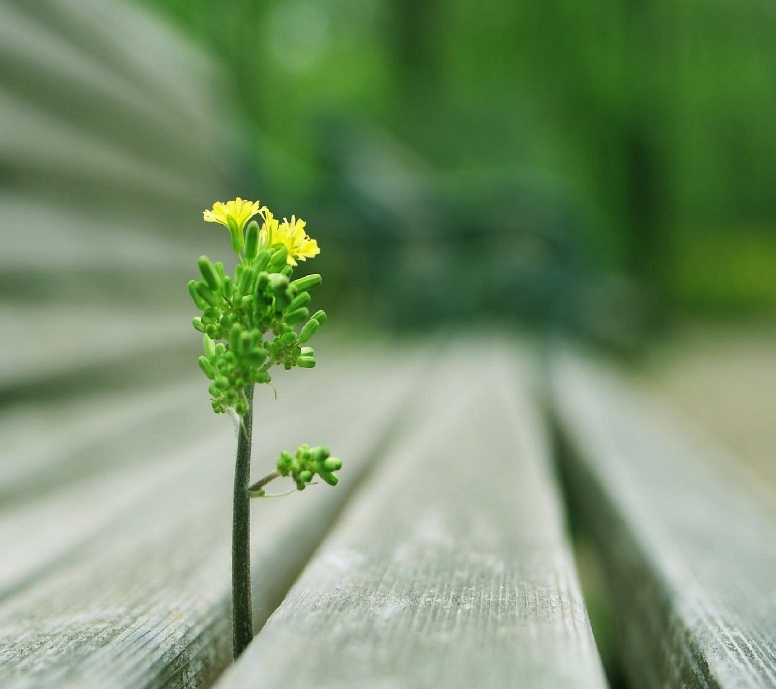 There is a small plant growing out of the end of a bench (flower)