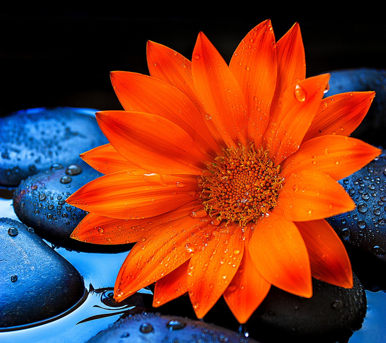 There is a flower that is sitting on some water (orange, sunflower)