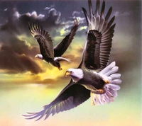 Download eagel, wallpaper for free