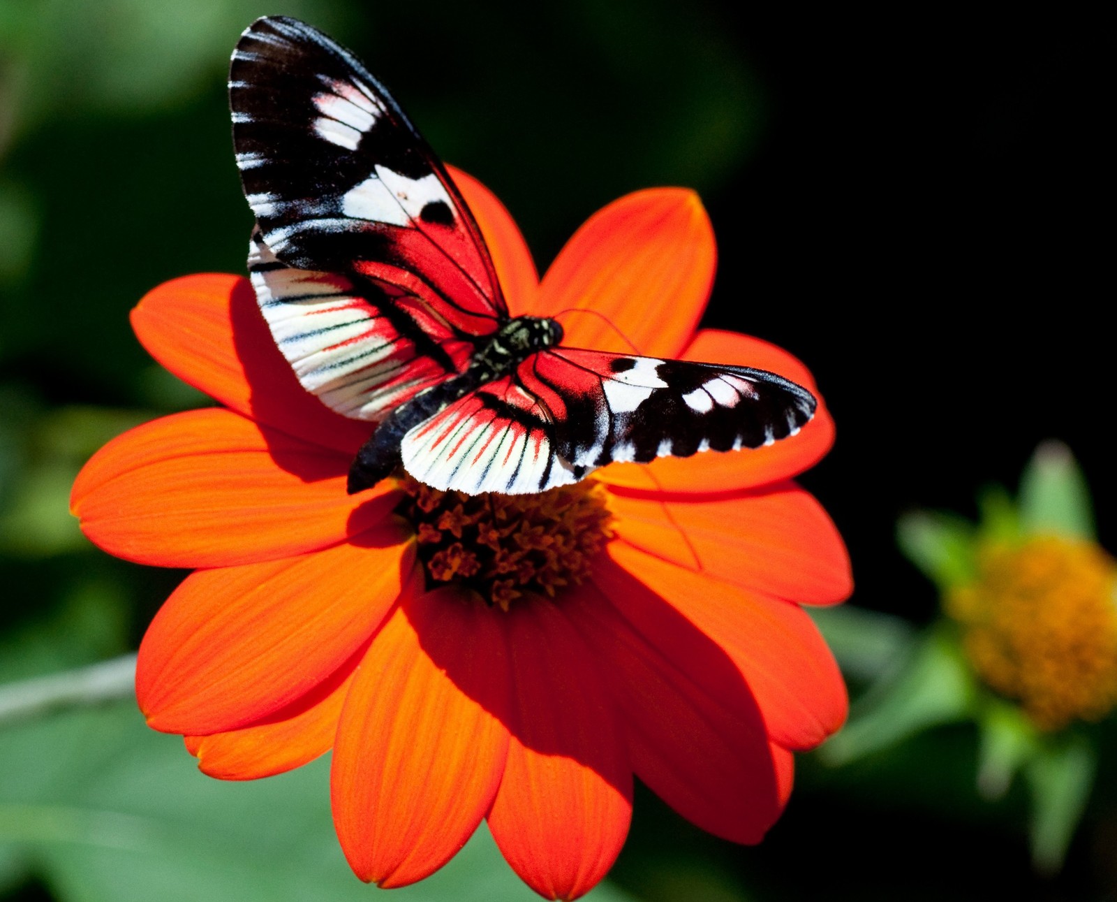 Il y a un papillon qui est assis sur une fleur (papillon, couleurs, fleur, jardin, orange)