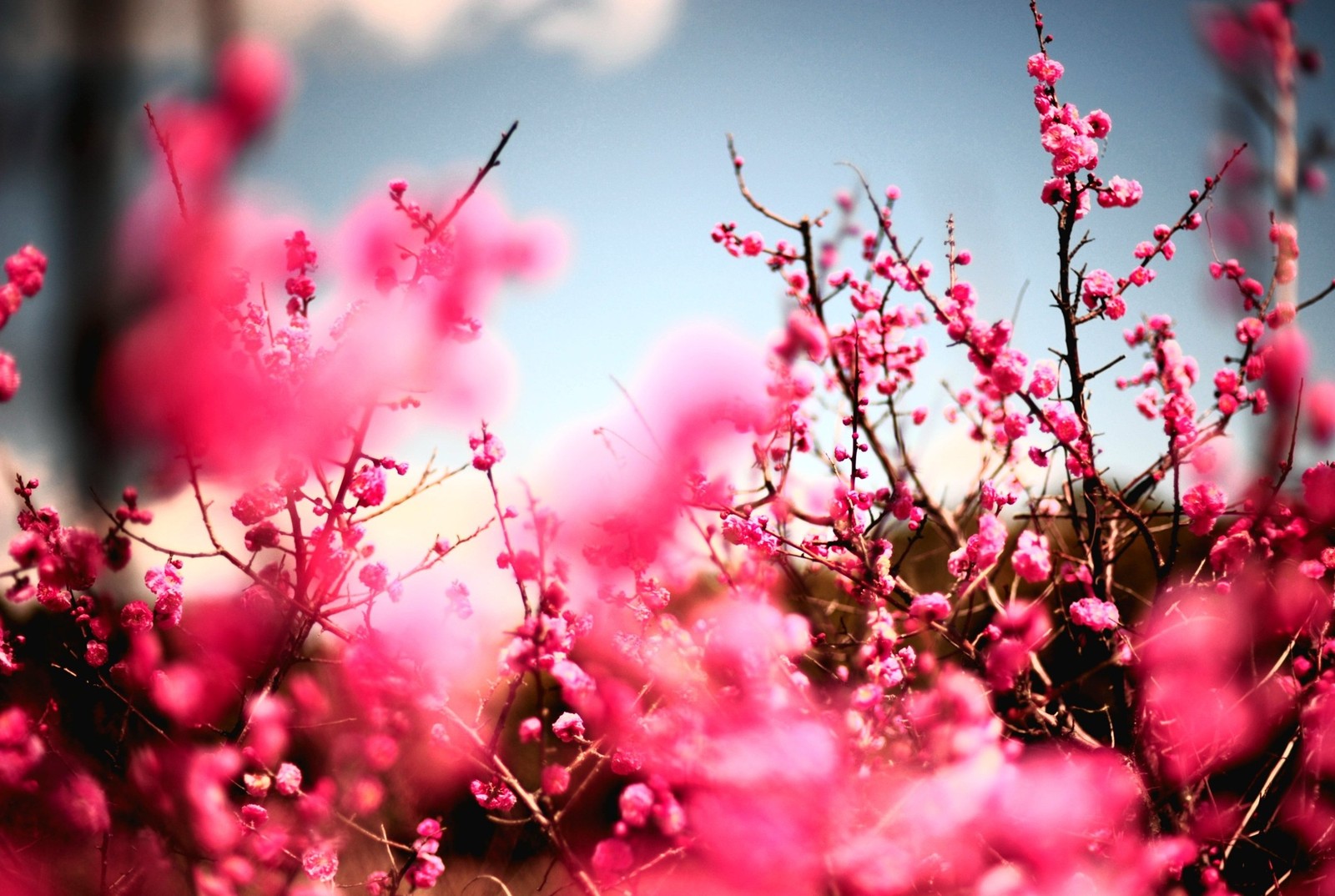 There is a bird sitting on a branch of a tree (beautiful, flowers)