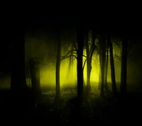 forest, nature, night, shine