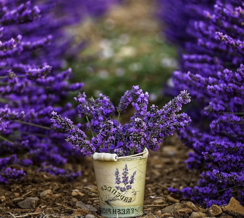 Lavendel in einem eimer im garten mit einem weg im hintergrund (blumen, landschaft, lavendel, natur)