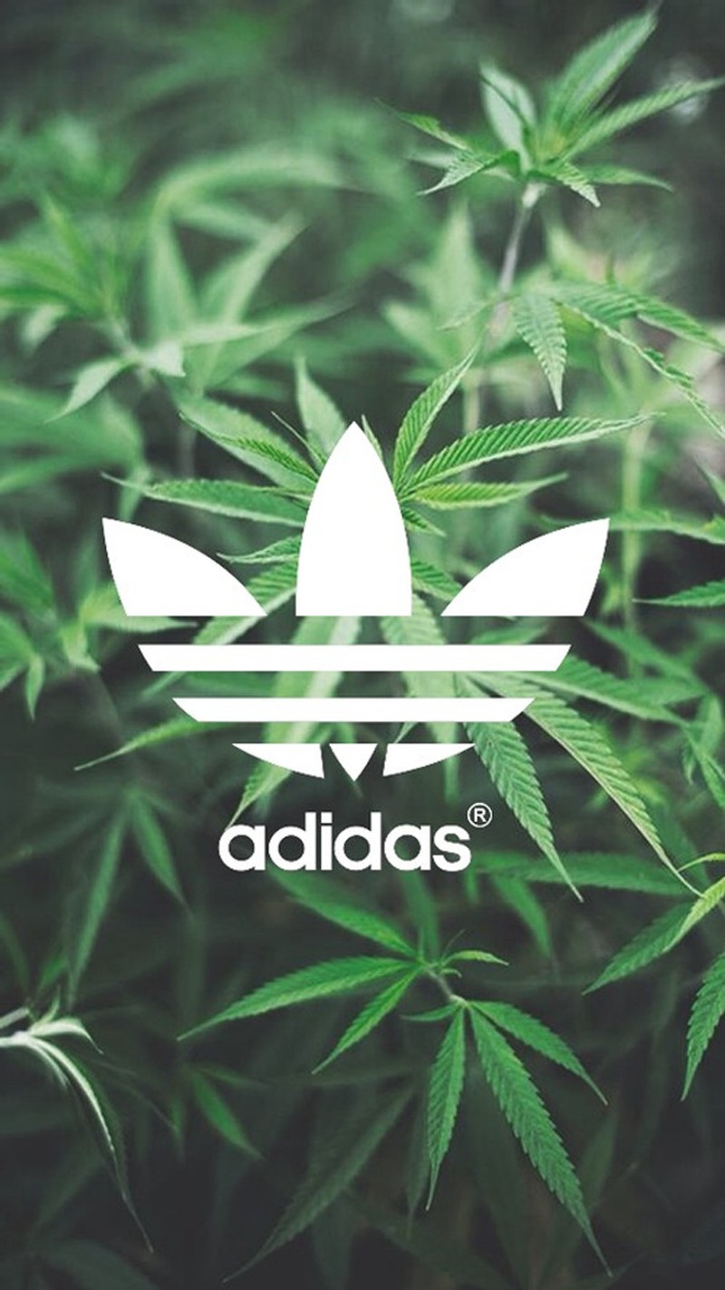 Логотип adidas на растении марихуаны (adidas cannabis, adidas marihuana, каннабис, цветок, цветы)