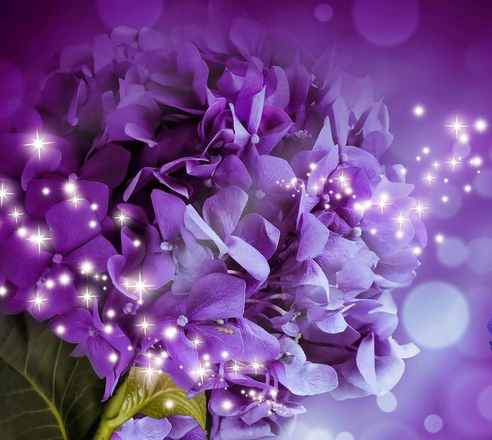 Purple flowers with sparkles and stars in the background (flowers, nature, purple, purple flowers)