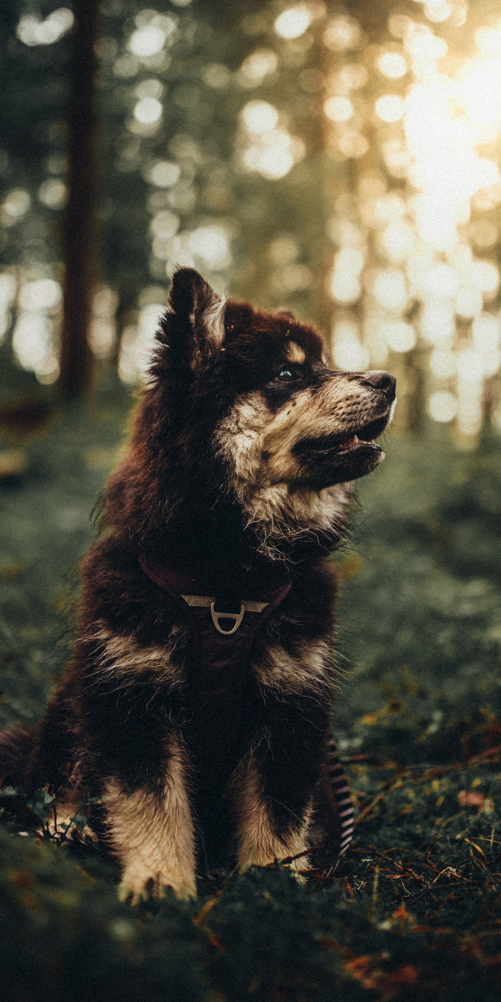 Il y a un chien assis dans l'herbe dans les bois (danois, chiot, race de chien, animal terrestre, chien de compagnie)