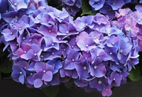 Fleurs d'hortensia violettes vibrantes