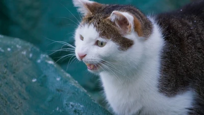 Playful Aegean Cat with Distinctive Snout