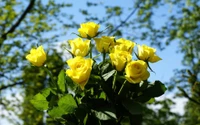 Rosas floribunda amarillas brillantes en flor contra un cielo despejado