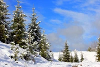 Snow-covered pine trees under a bright blue sky in a serene winter landscape.