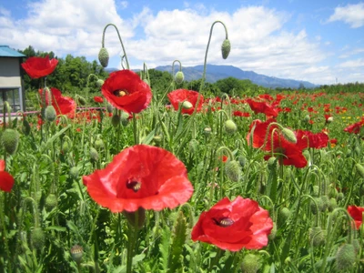 Prairie vibrante de coquelicots sous un ciel bleu