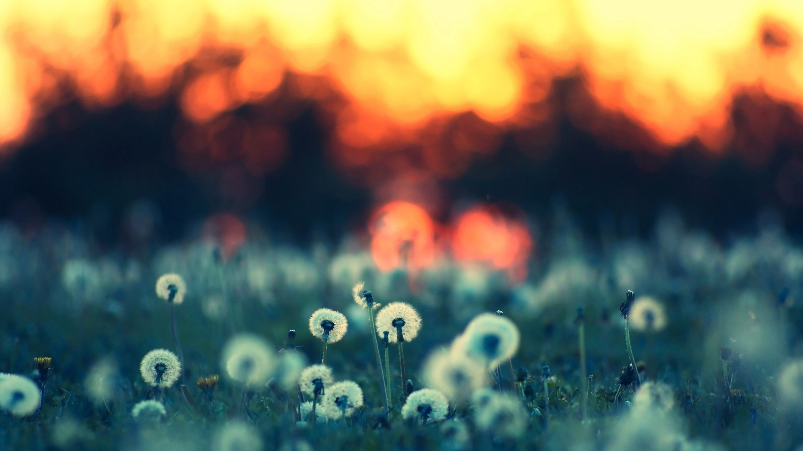 A close up of a field of flowers with a sunset in the background (dandelion, flowers, nature)