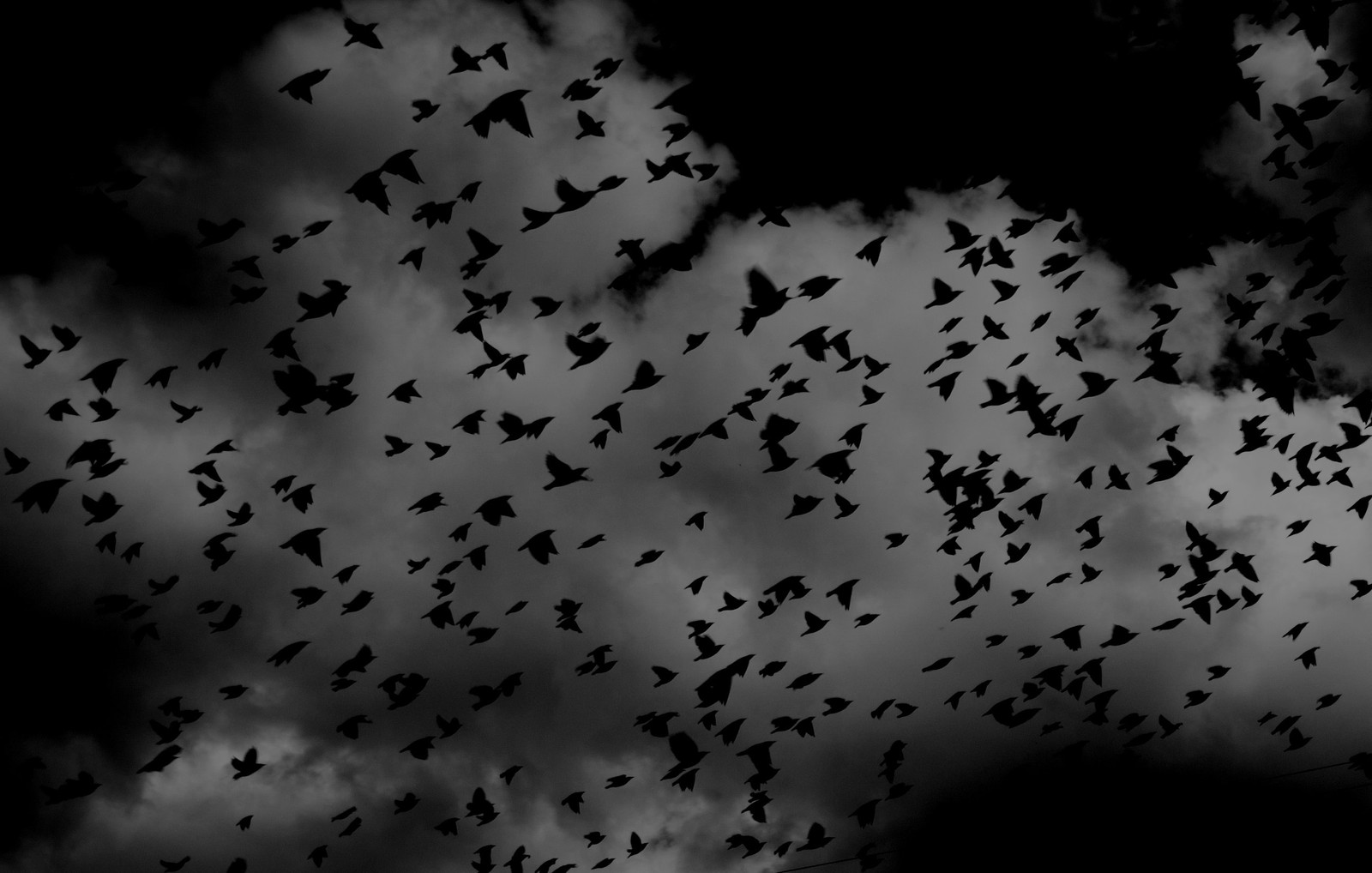 Un groupe d'oiseaux volant dans le ciel avec un fond nuageux (noir, migration des oiseaux, obscurité, fiction dhorreur, atmosphère)