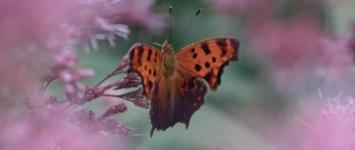 Schmetterling bestäubt zwischen lebhaften Blüten