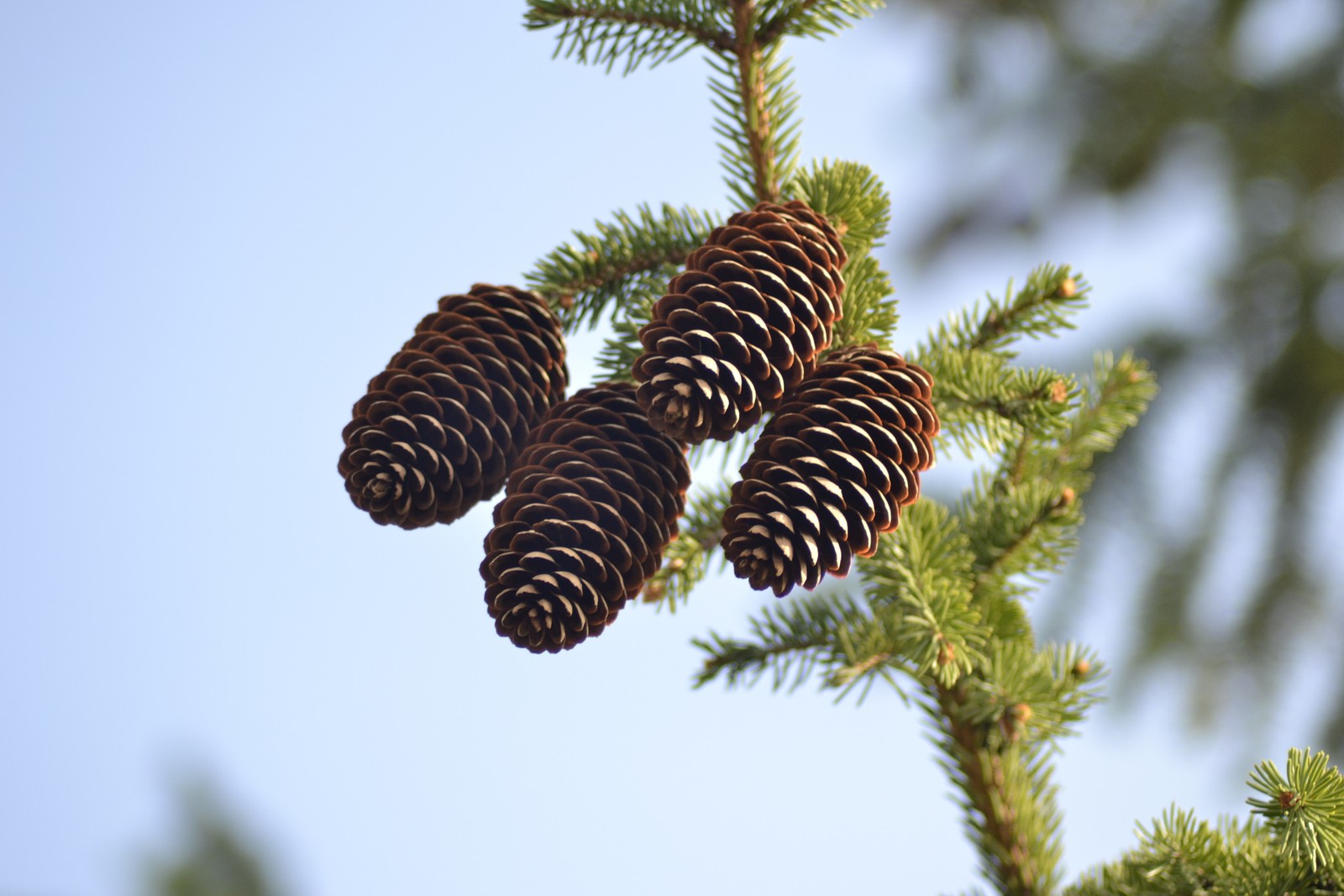 Il y a deux cônes sur une branche d'un arbre (cône de conifère, épicéa, sapin, pinheiro, arbre)