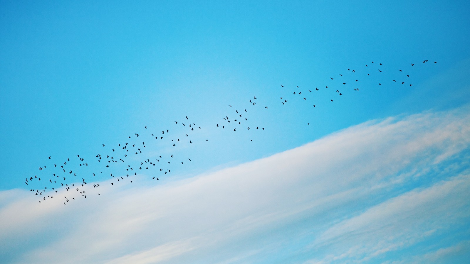 Un groupe d'oiseaux volant dans le ciel au-dessus d'un ciel nuageux (minimalisme, bleu, migration des oiseaux, oiseau, journée)