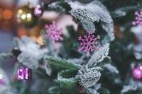 new year, christmas day, holiday, frost, pink