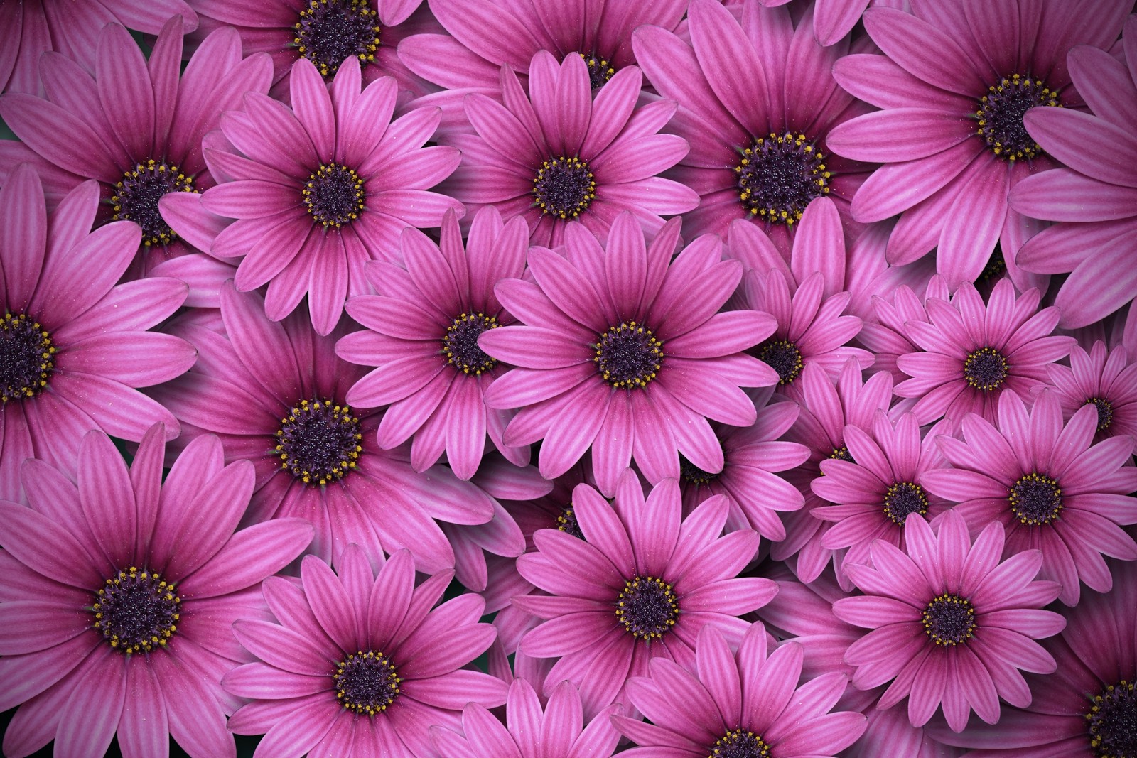 Пурпурные цветы собраны в группу на черной поверхности (gerbera flowers, ромашки, розовые ромашки, эстетика, весна)