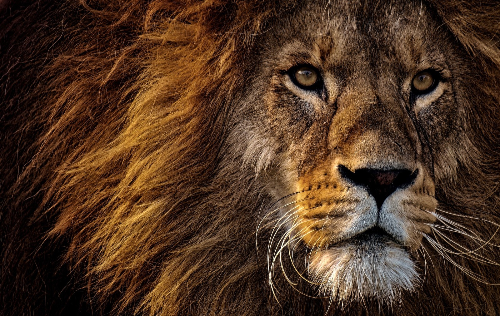 A close up of a lion with a very long mane (african lion, portrait, big cat, dangerous, wild animal)