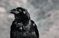 Close-up Illustration of a Raven Against a Dramatic Sky