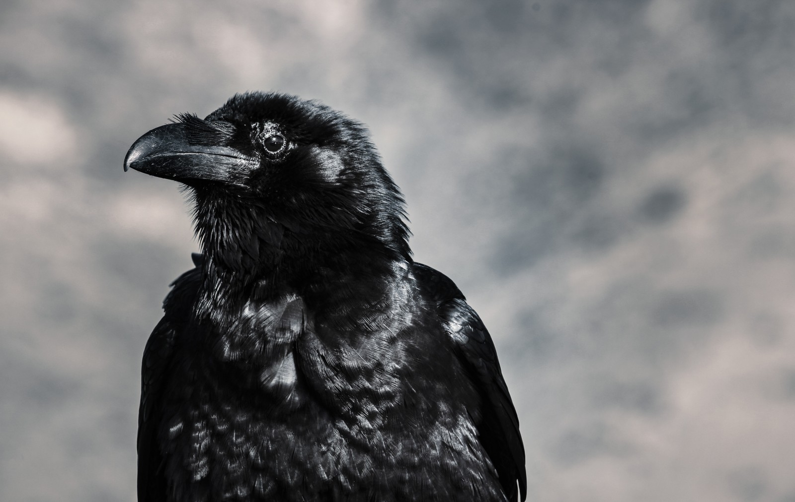 Téléchargez le fond d'écran bec, corbeau, illustration, noir et blanc, oiseau