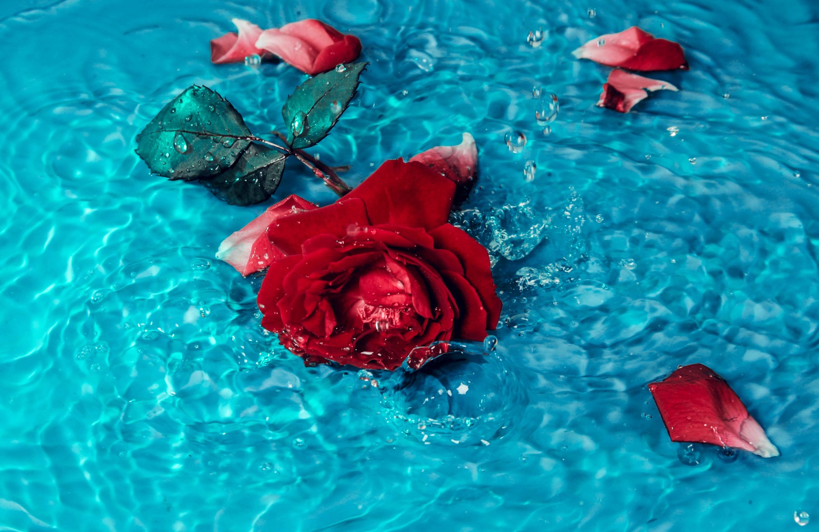 red rose, rose flower, teal background, rose petals, 5k wallpaper