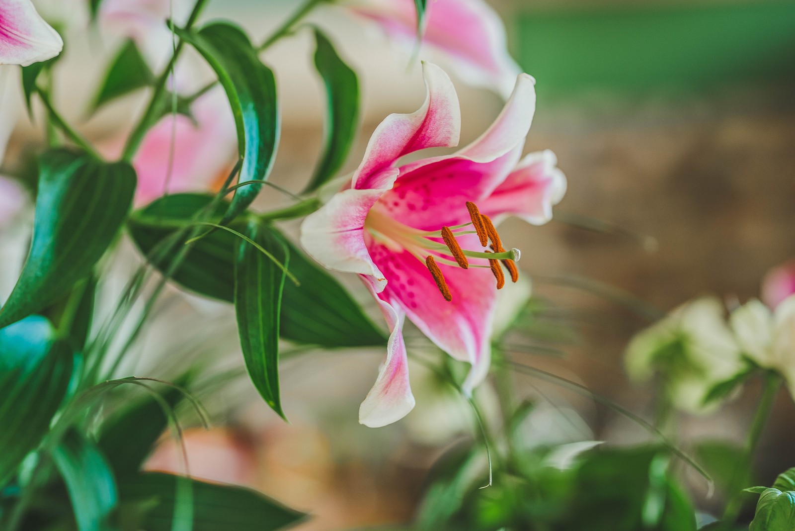 Gros plan d'une fleur rose et blanche (lys, fleur, plante à fleurs, rose, pétale)