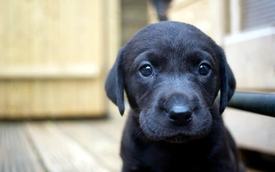 Adorable cachorro labrador negro con ojos expresivos.