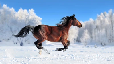 Un caballo marrón galopando a través de un campo nevado bajo un cielo azul claro.