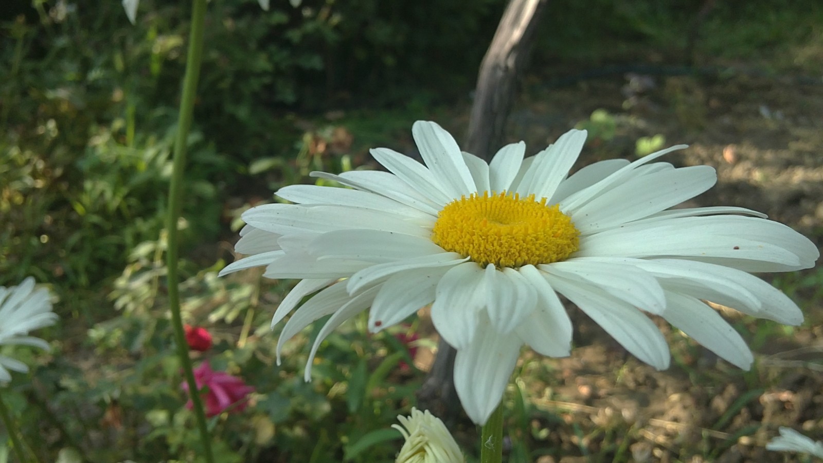 Há uma flor branca com um centro amarelo em um campo (margarida, planta com flores, planta, pétala, família das margaridas)