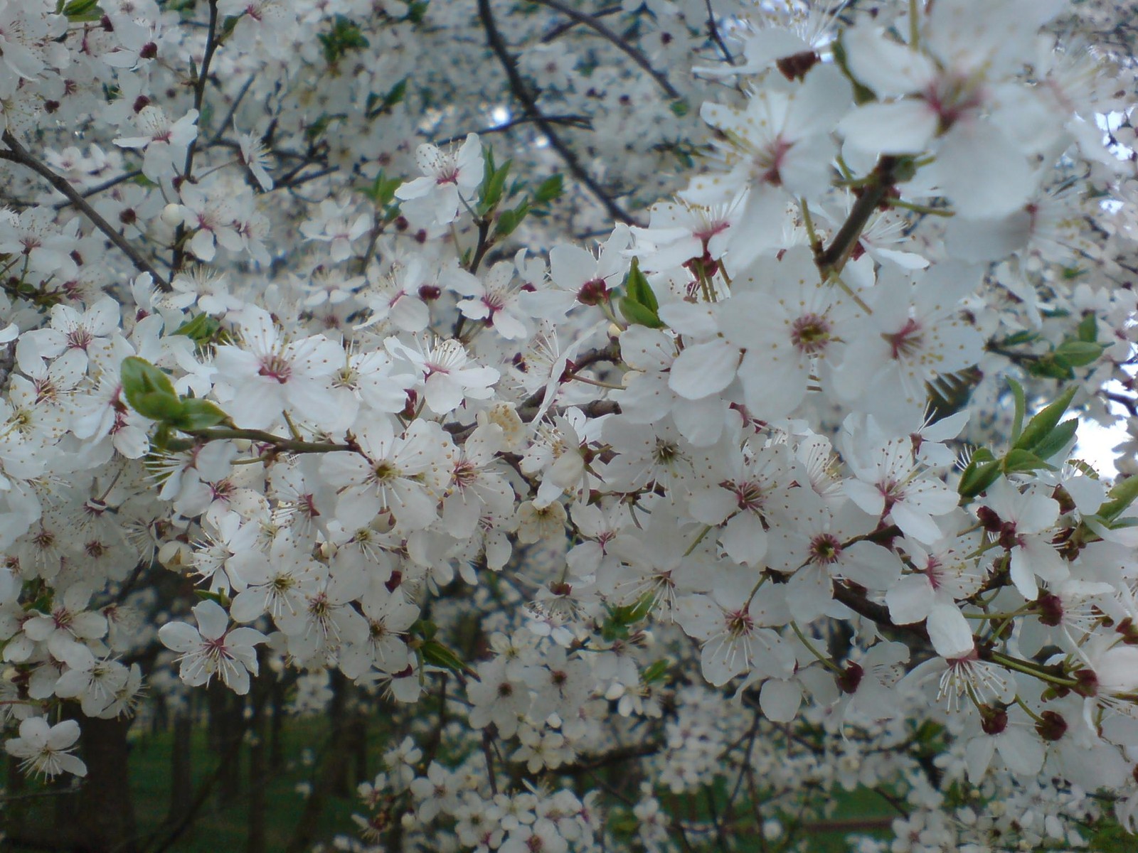 Un primer plano de un árbol con flores blancas y hojas verdes (floración, flor de cerezo, árbol, ramo, primavera)