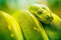 snake eyes, reptile, green, mamba, snake