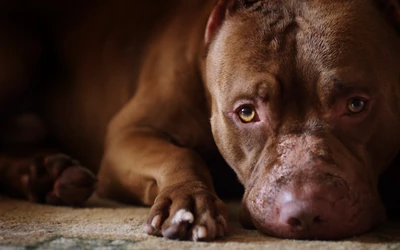 american pit bull terrier, pitbull, hunderasse, nase, schnauze