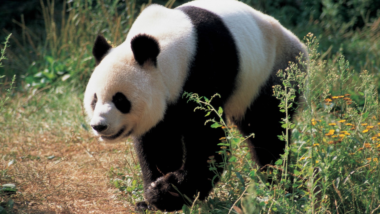 Oso panda caminando en la hierba con flores de fondo (panda gigante, animal terrestre, oso, vida silvestre, hocico)