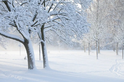 Tranquil Winter Wonderland: Snow-Covered Trees in a Frosty Landscape