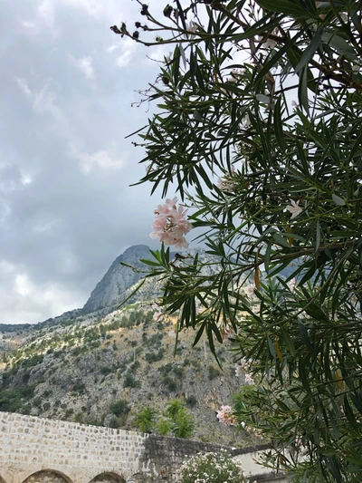 Blooming Rhododendron against a Majestic Summit and Stone Wall