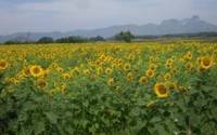 Campo de girassóis vibrante contra um horizonte cênico ao pôr do sol