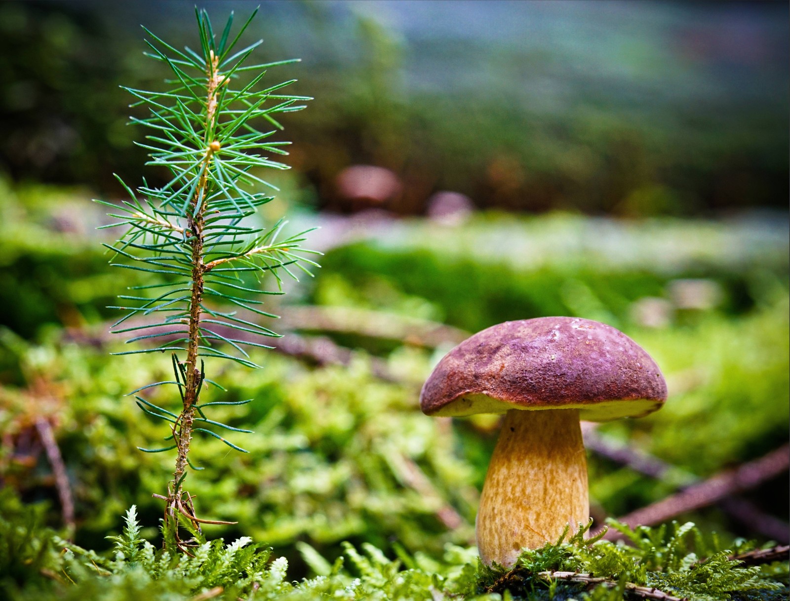 Hay un pequeño hongo sentado en el suelo junto a un pequeño árbol (hierba, tallo de planta, planta, planta vascular, pasto)