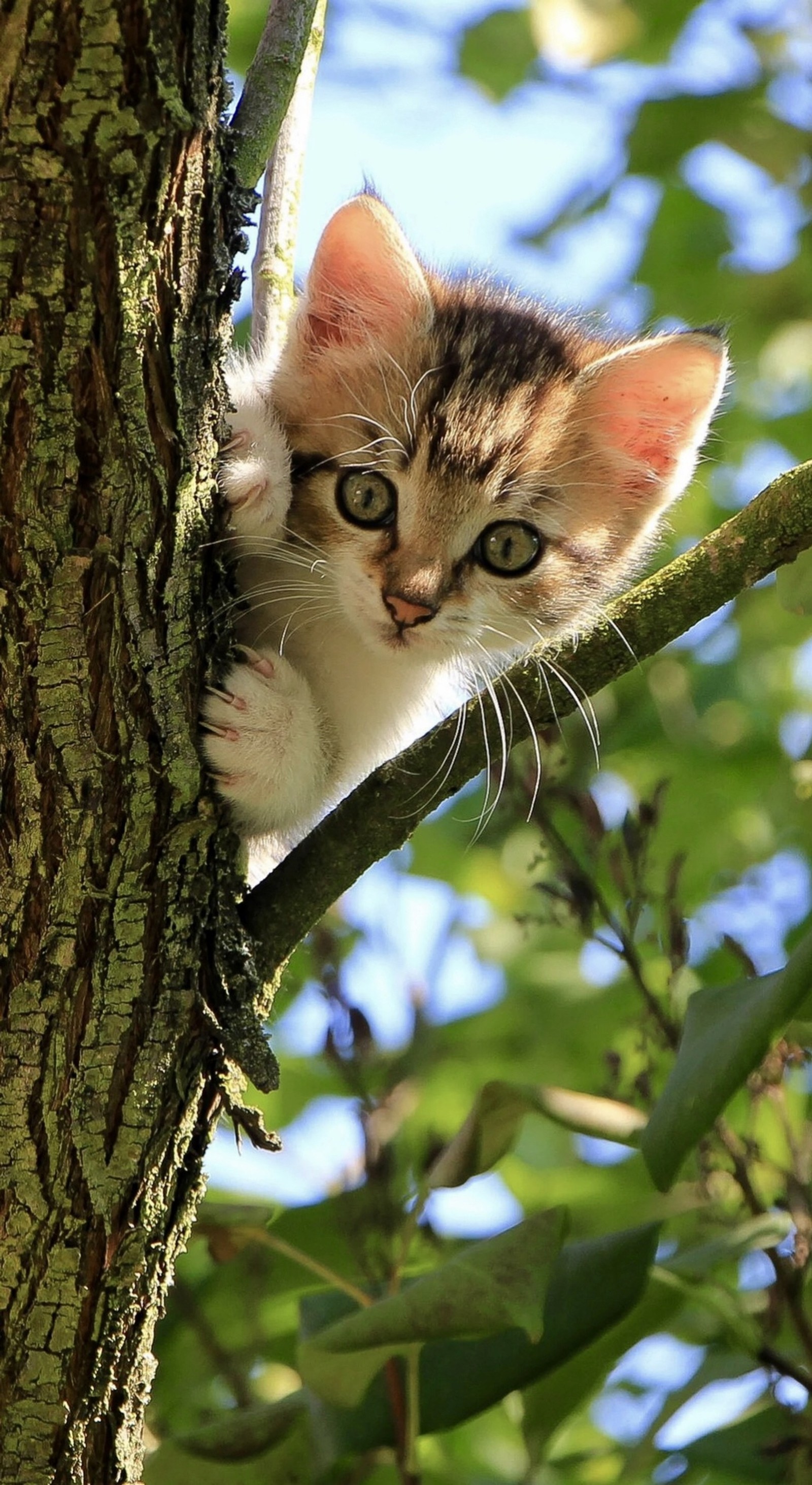 Il y a un petit chaton assis dans un arbre (chat, chatons, petit)