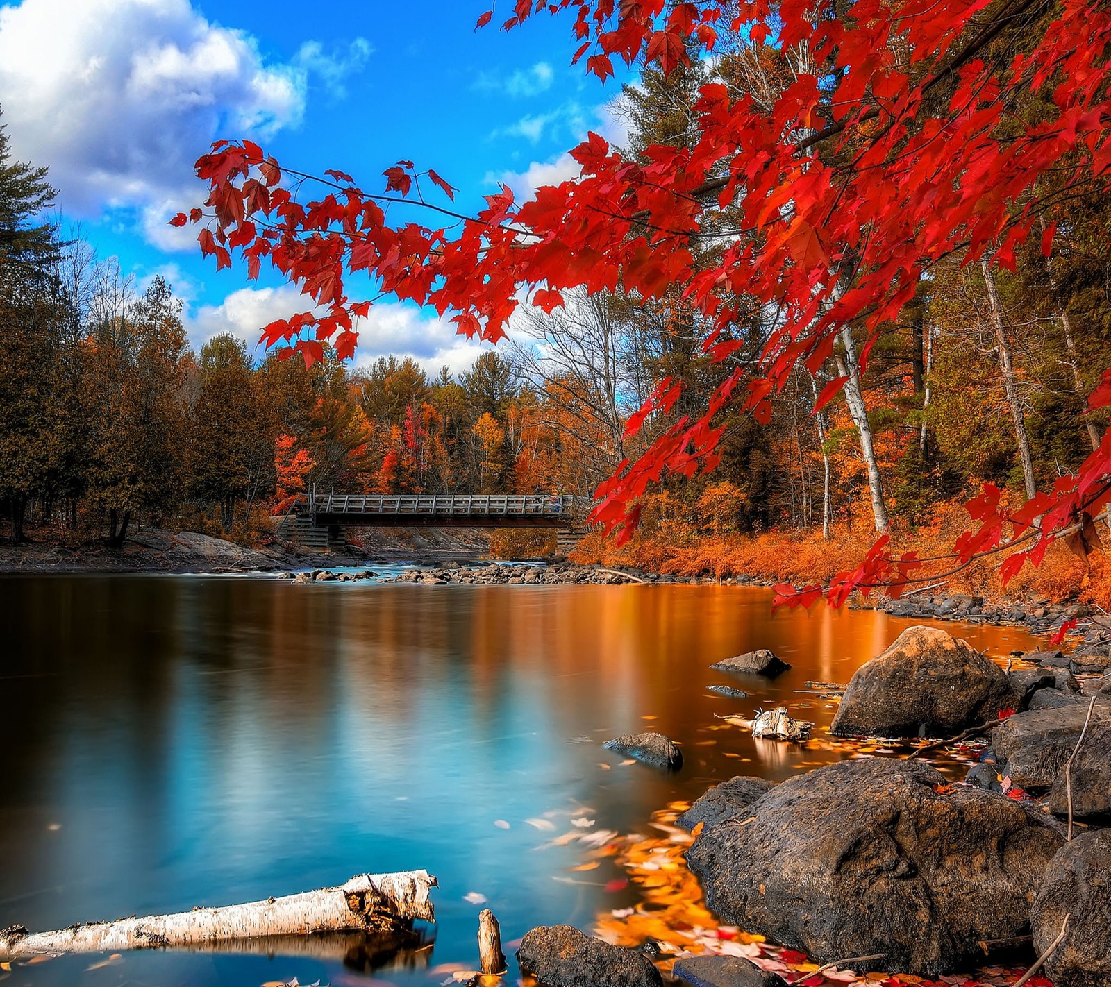 Árboles con hojas rojas en el primer plano y un puente al fondo (2880x2560, g3, lg, fondo de pantalla)