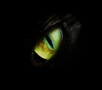 Ojo de gato verde brillante en fondo oscuro