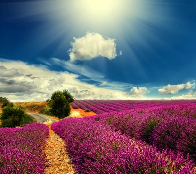 land, feld, frankreich, lavendel, natur