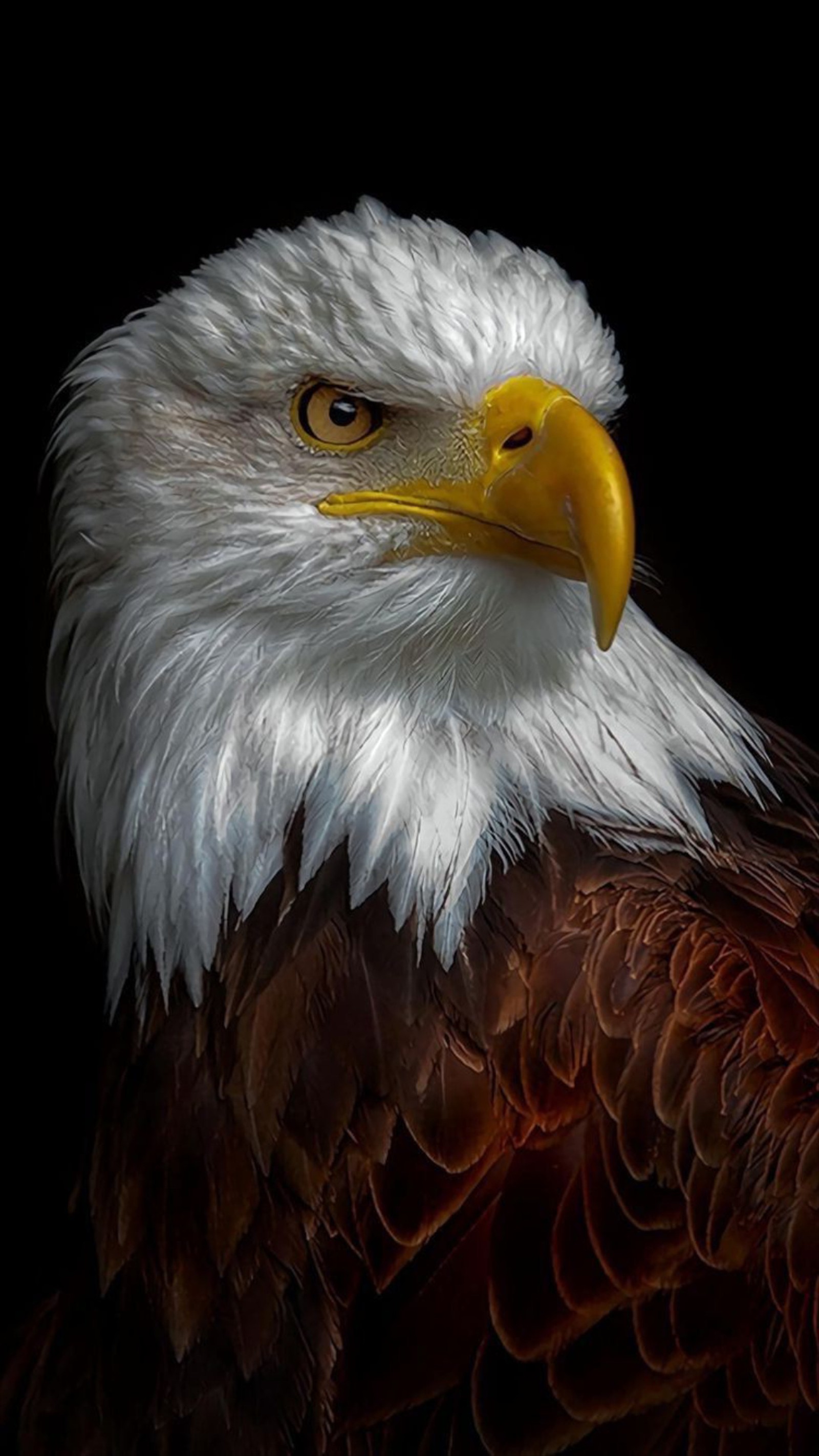 america, animal, bird, country, eagle wallpaper