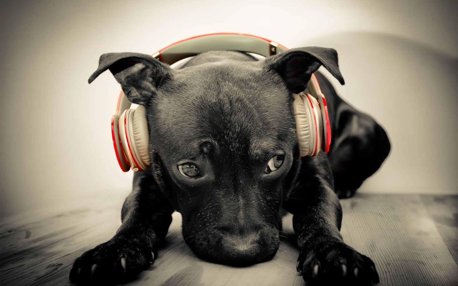 Скачать обои dog with headphones, смешной, другой