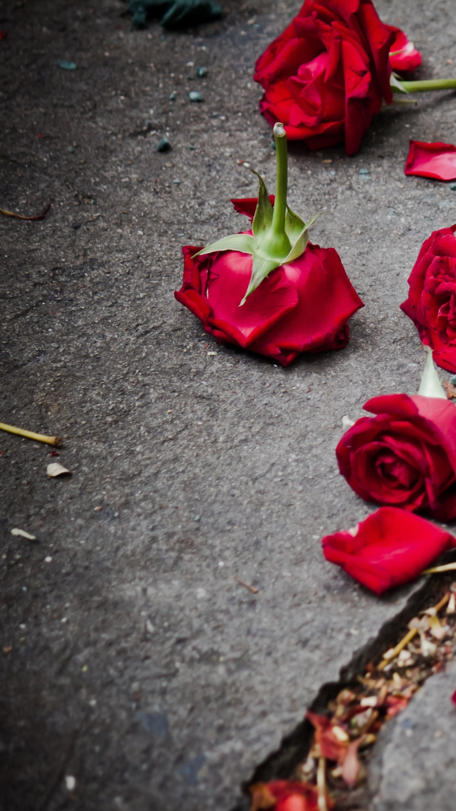 Mehrere rote rosen liegen auf dem boden neben einem bürgersteig (liebe, rot, rosen)