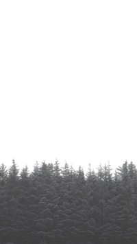 forest, grey, landscape, nature, photo