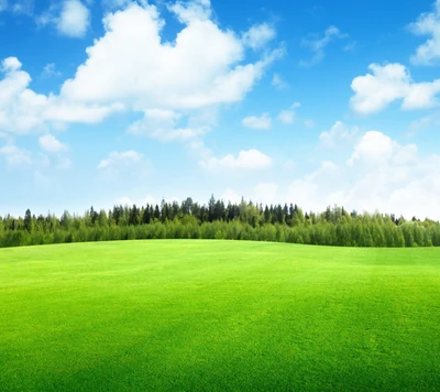 wolken, wald, gras, landschaft, natur