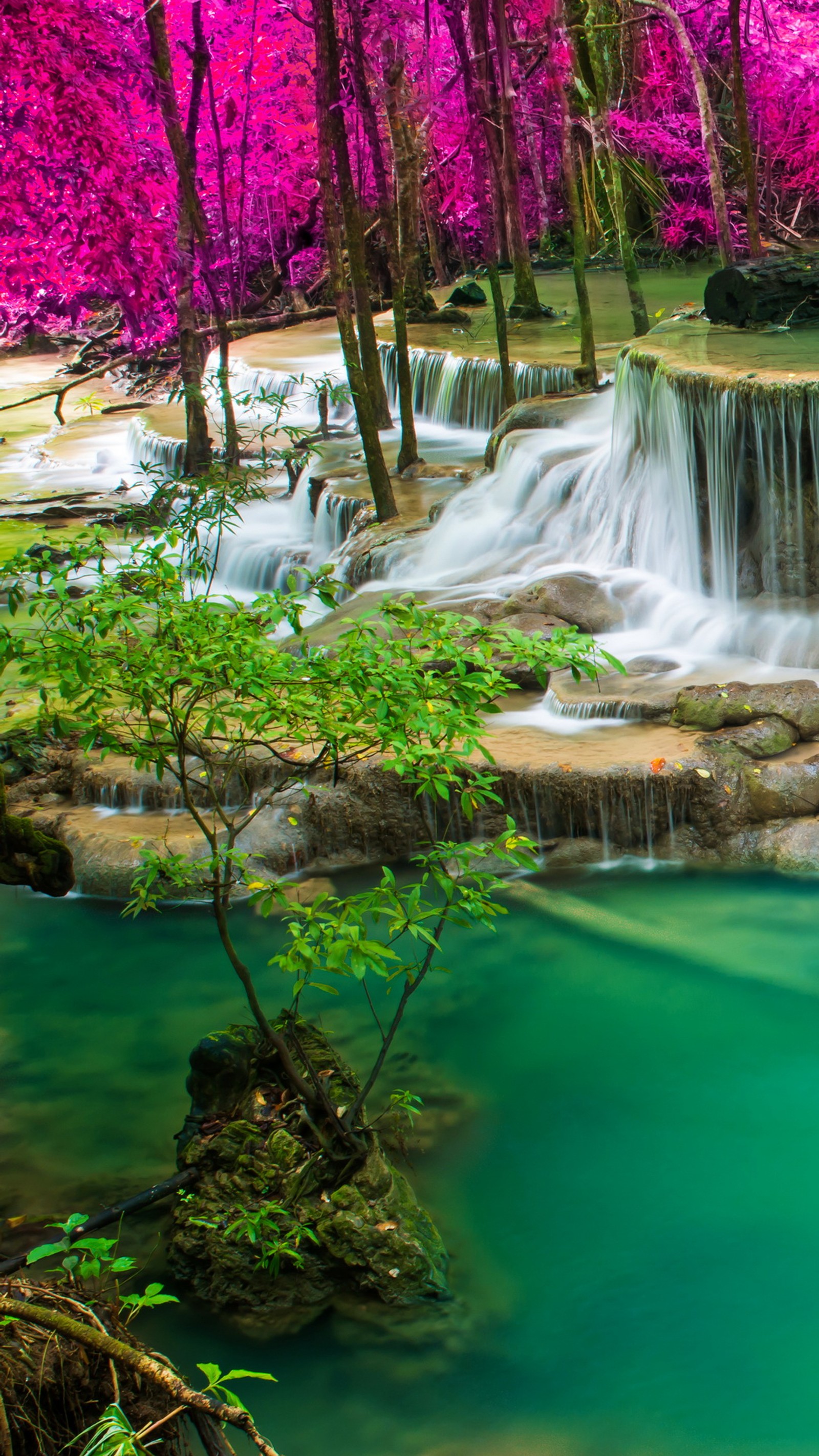 Cascada en el bosque con flores y árboles rosados (otoño, bosque, naturaleza, rocas, agua)